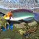 Illustration for article titled Amazing Reef Fish Glow in the Dark But Remain Invisible to Predators